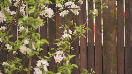 Apple tree branches with white flowers blooming near a wooden fence are creating a cozy springtime atmosphere.の写真素材