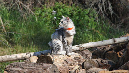Cat in protective jacket sitting on a pile of logs in nature, gazing into the distanceの写真素材