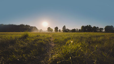 Misty summer morning, grassy trail through meadow leading to trees and forest at sunrise