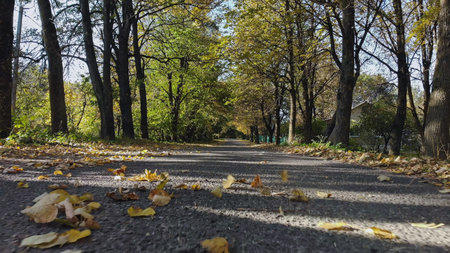 Autumn sunlight illuminating golden leaves carpeting asphalt roadway through park landscape