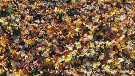 Colorful autumn leaves blanketing verdant grass, sunlight illuminating seasonal landscape with warm golden huesの写真素材