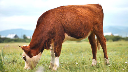 Hereford cow grazing lush green pasture, rolling hills framing pastoral landscape under bright...