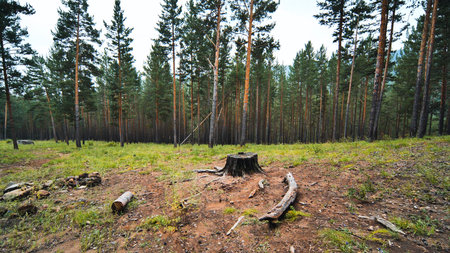 Charred tree stump smoldering near campfire ashes, revealing forest destruction aftermath within...