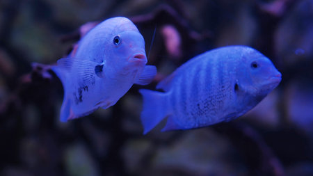 Two electric blue acara fish swimming in dark aquariumの写真素材