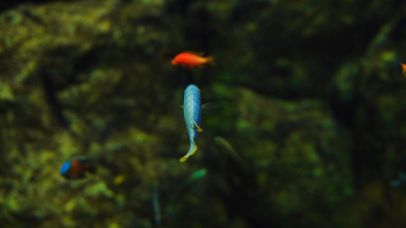 Blue fish swimming in a green aquarium with blurred orange fish in the backgroundの写真素材