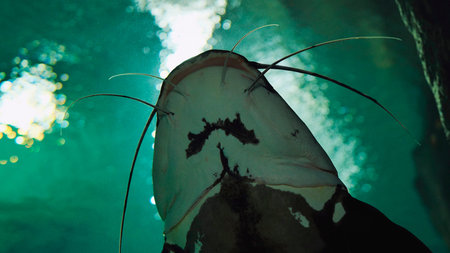Large catfish swimming in green aquarium water with barbels extendedの写真素材