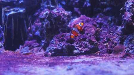 Ocellaris clownfish swimming in colorful aquarium near purple coral reefの写真素材