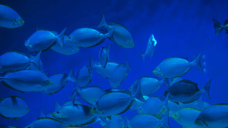 School of fish swimming in blue ocean water