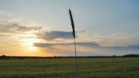 Golden hour sunlight illuminates a peaceful field with a single stalk of wheat in sharp focusの写真素材