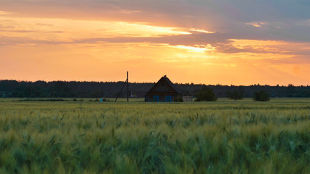 Lonely house standing in a green field of wheat at sunsetの写真素材