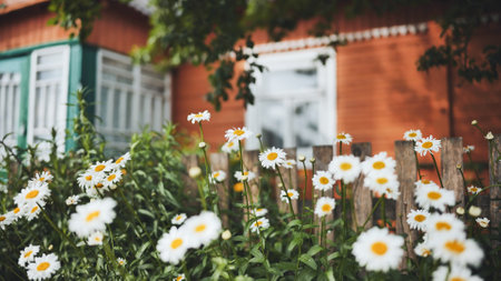 White daisies blooming near weathered farmhouse with blended green, orange exterior wallsの写真素材