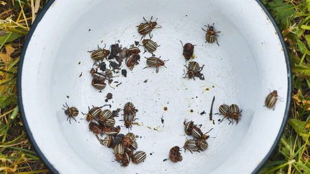 Colorado potato beetles are crawling in a white bowl placed on grass, showcasing a common pest...