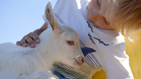 The little boy is stroking the little goat.の写真素材