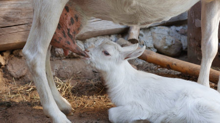 Little white kid sucks milk from his mother.の写真素材