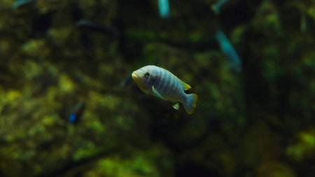 Electric blue hap swimming in freshwater aquariumの写真素材