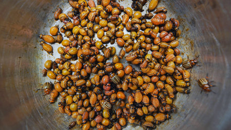 Colorado potato beetle larvae and adults crawling in a metal bowl, creating a dense mass of insects