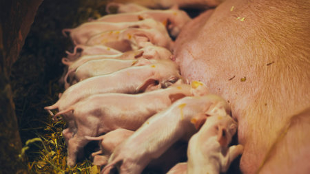 Newborn piglets nursing beside mother sow inside farrowing pen, demonstrating early livestock nurturing processの写真素材