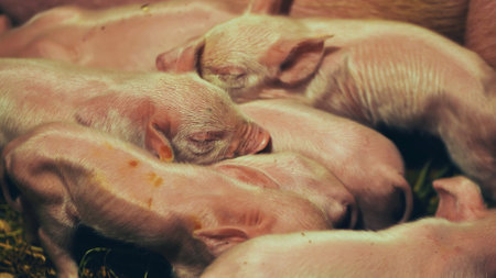 Newborn piglets sleeping together in a pileの写真素材