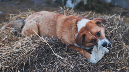 Cute dog chewing bone lying on straw in farmの写真素材