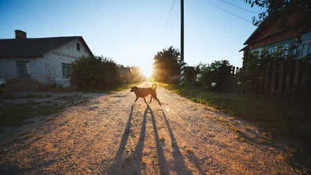 Dog walking on a countryside road at sunsetの写真素材