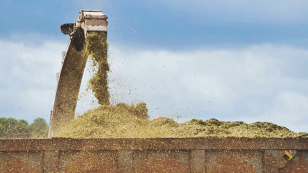 Forage harvester unloading freshly cut silage into a trailer during harvest season, providing winter feed for livestockの写真素材