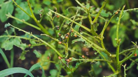 Colorado potato beetles consuming potato foliage, destroying agricultural crop with severe leaf damageの写真素材