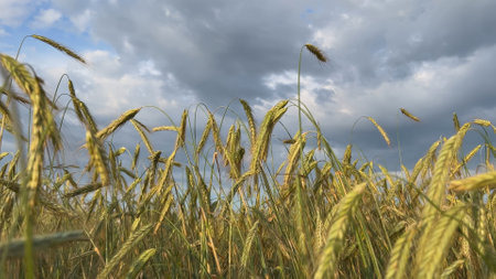 Rye field swaying in the wind under cloudy skyの写真素材