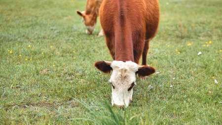 Hereford cow grazing peacefully, brown and white coat blending with verdant pasture under soft sunlightの写真素材