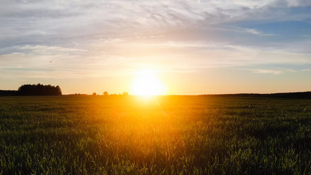 Green field of young wheat at sunset. Drone video.の写真素材
