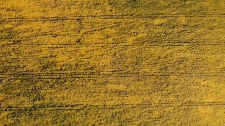 A field of rapeseed next to the road and woods.の写真素材