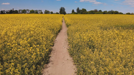 A path in a field of rapeseed on a spring day.
