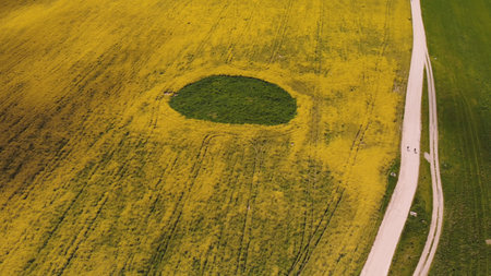 A wetland spot in a field of rapeseed. Drone view.