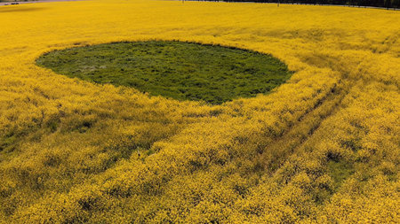 A wetland spot in a field of rapeseed. Drone view.の写真素材