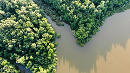 Aerial view of the Amazon forests and river.の写真素材