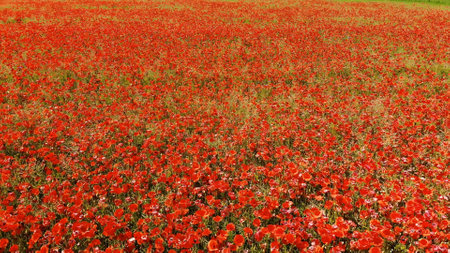 A red field of poppy flowers. Aerial view.の写真素材