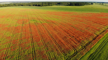 A red field of poppy flowers. Drone video.の写真素材