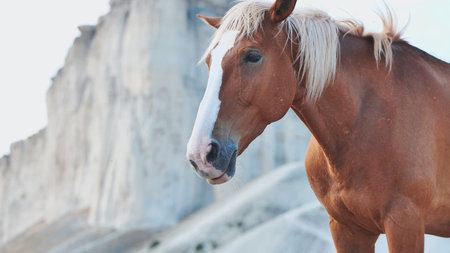 Brown horse standing near the White Rock in Crimea, Belogorskの写真素材