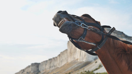 Chestnut horse wearing a bridle neighing loudly in front of a white rock cliff under blue skyの写真素材