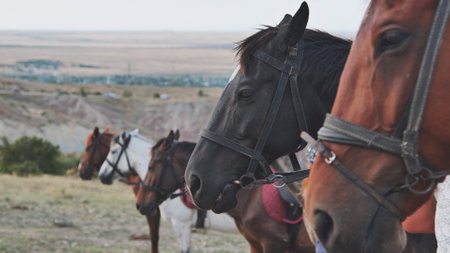 Bridled horses grazing together on hillside, overlooking expansive valley terrainの写真素材