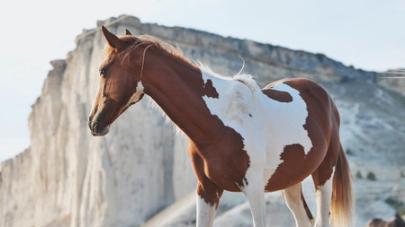 Horse standing near White Rock in Crimea, Belogorskの写真素材