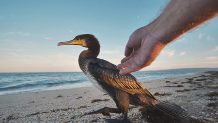 Great cormorant standing on the beach in Crimea being approached by a handの写真素材