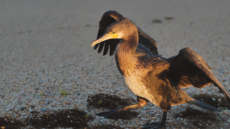 Great cormorant - phalacrocorax carbo - standing on the beach with spread wings drying its feathers in crimea, black seaの写真素材