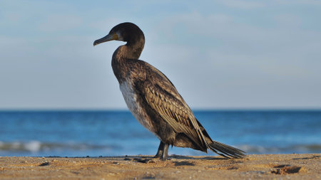 Cormorant perching on sandy shore, black sea waters calm, scenic crimean coastline stretching behind feathered silhouetteの写真素材