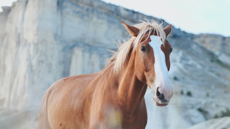 Wild horse standing in a mountainous landscape in Crimea near Belogorskの写真素材