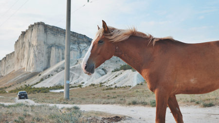 Brown horse walking near White Rock mountain in Belogorsk, Crimeaの写真素材