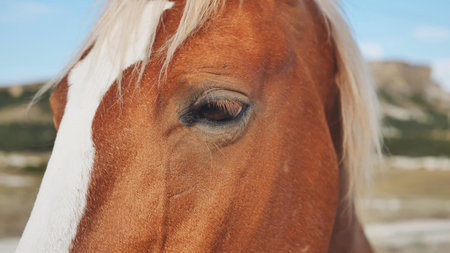 Horse showing its brown eye in the mountains of Crimea near Belogorskの写真素材