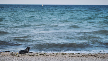 A dog lies on the shore by the black sea.の写真素材