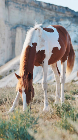 Pinto horse grazing on parched grassland, white rocky cliffs rising behind under brilliant sunlight, showcasing rugged western landscapeの写真素材