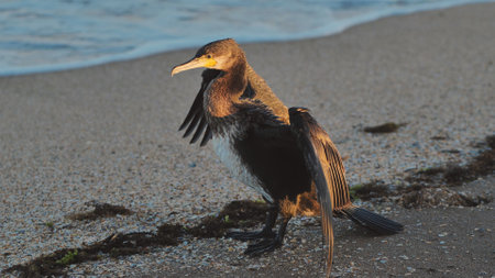 Great cormorant drying wings on Crimean beach at sunsetの写真素材