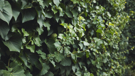 Lush green ivy thrives, creating a vibrant natural tapestry on a wall near the black sea coastの写真素材